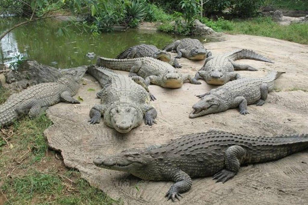 Крокодиловая ферма в Ливингстоне, фото