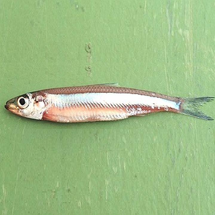 Рыба Танганьикская озерная сардина (Капента), фото