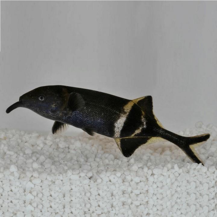 Рыба нильский слоник, фото