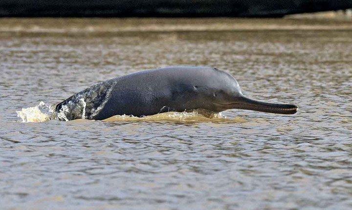 Гангский дельфин, фото