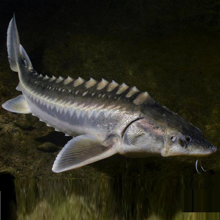Рыба Калуга, фото