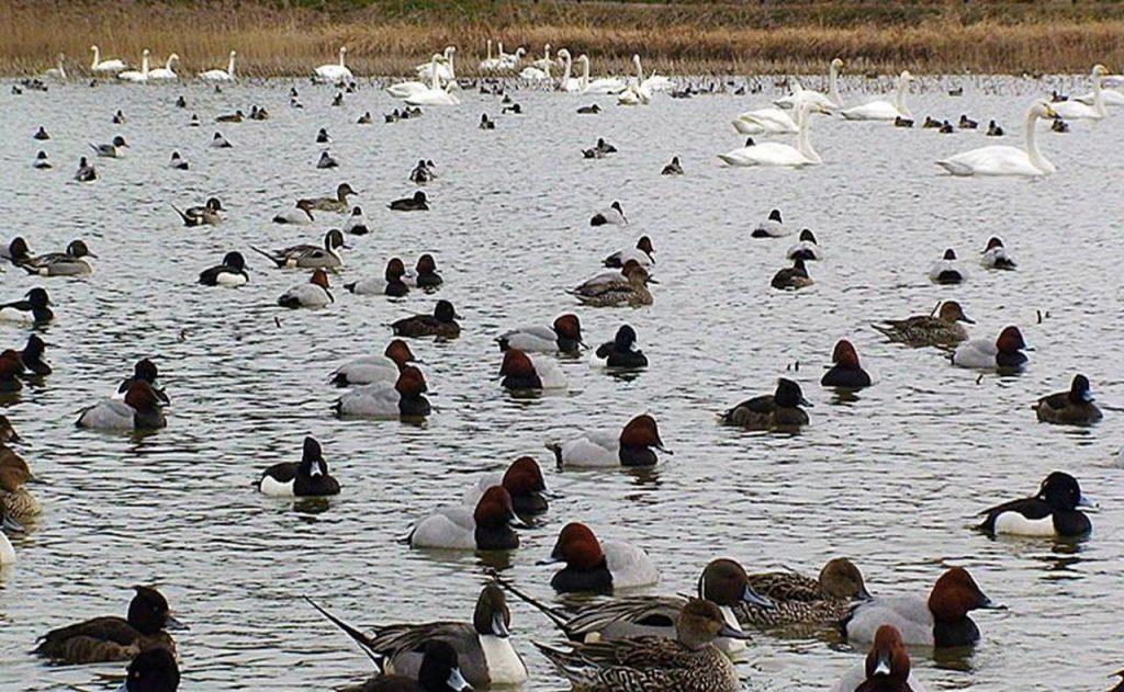 Птицы на озере Ханка, фото