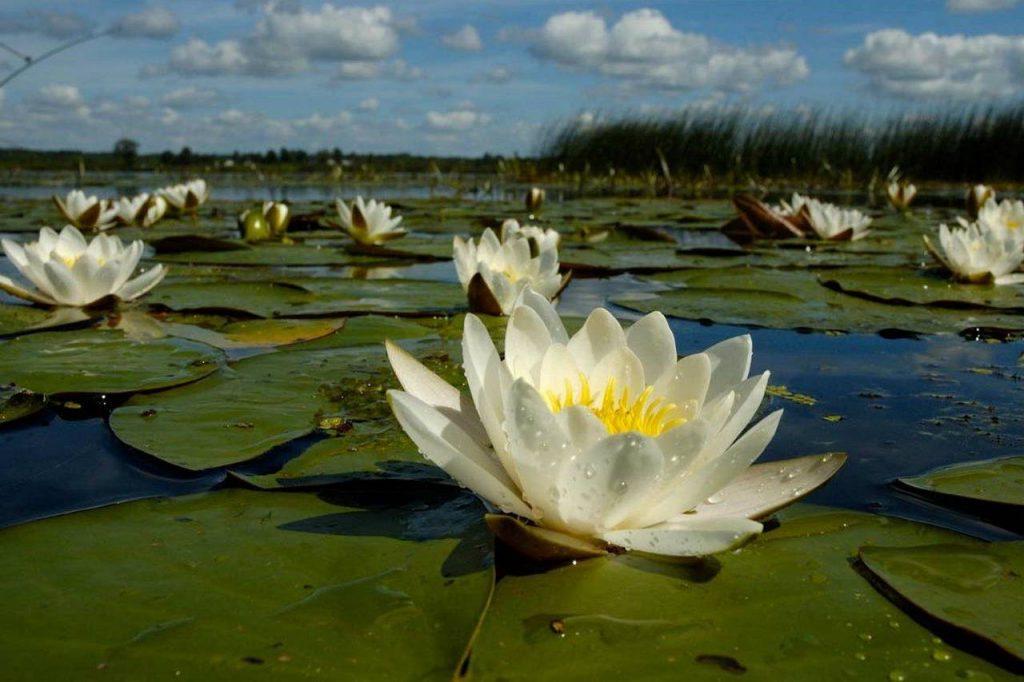 Растительность на озере Ханка, фото