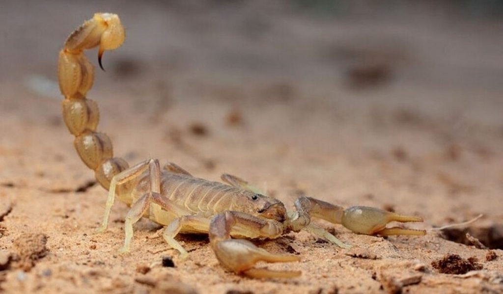 Скорпион в Богдинско-Баскунчакском заповеднике, фото
