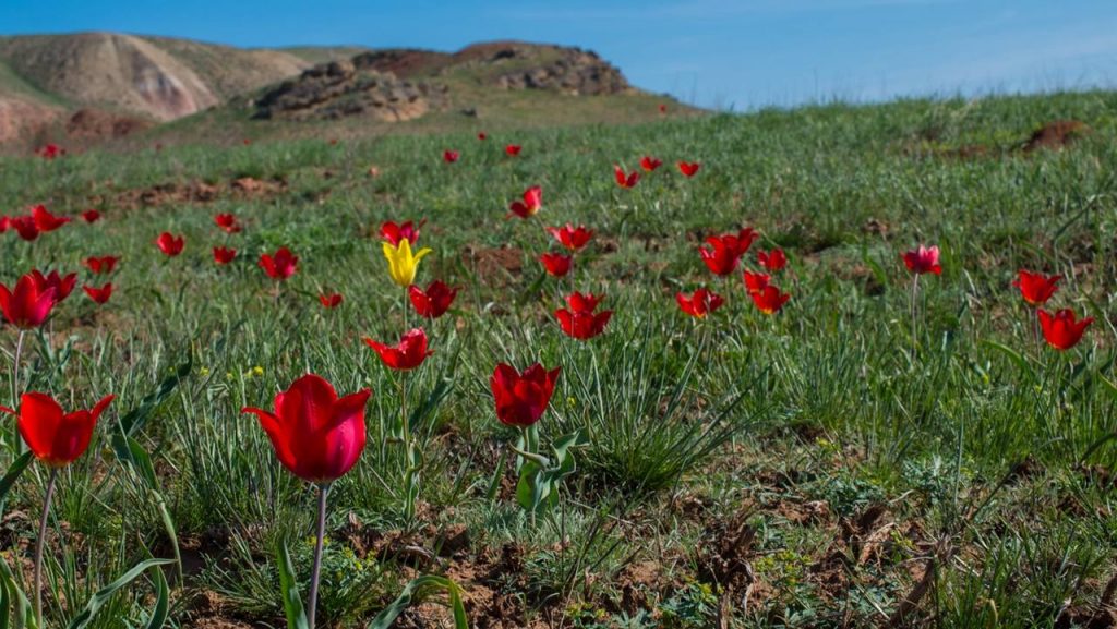 Цветение тюльпанов в Богдинско-Баскунчакском заповеднике, фото