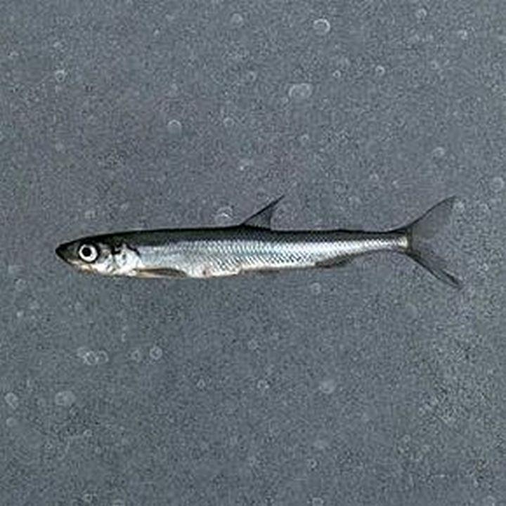 Рыба Снеток, фото