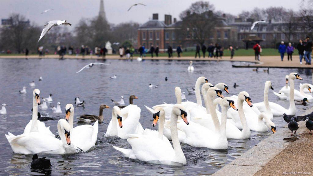 Белые лебеди-шипуны на реке Темза, фото