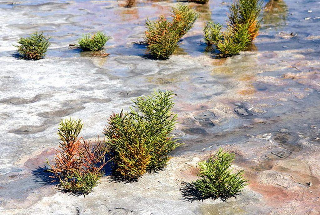 Растения солянки растут на берегу озера Эльтон, фото