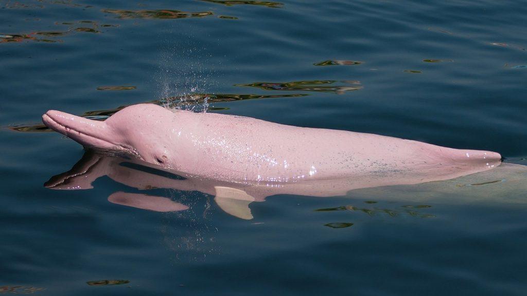Амазонский розовый дельфин, фото