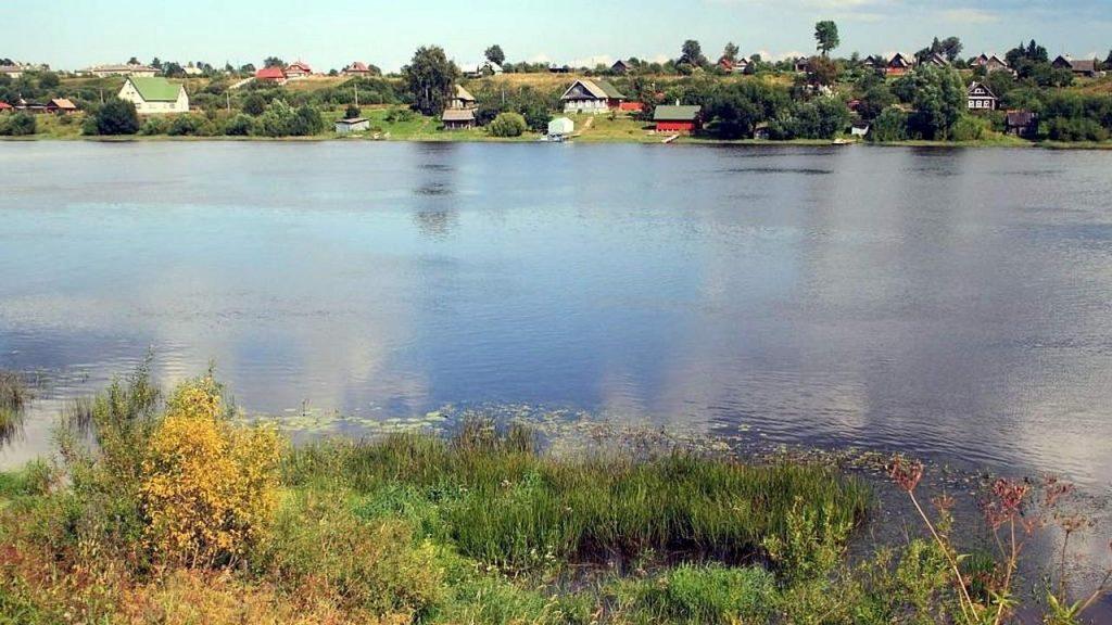 Флора на берегу реки Волхов, фото
