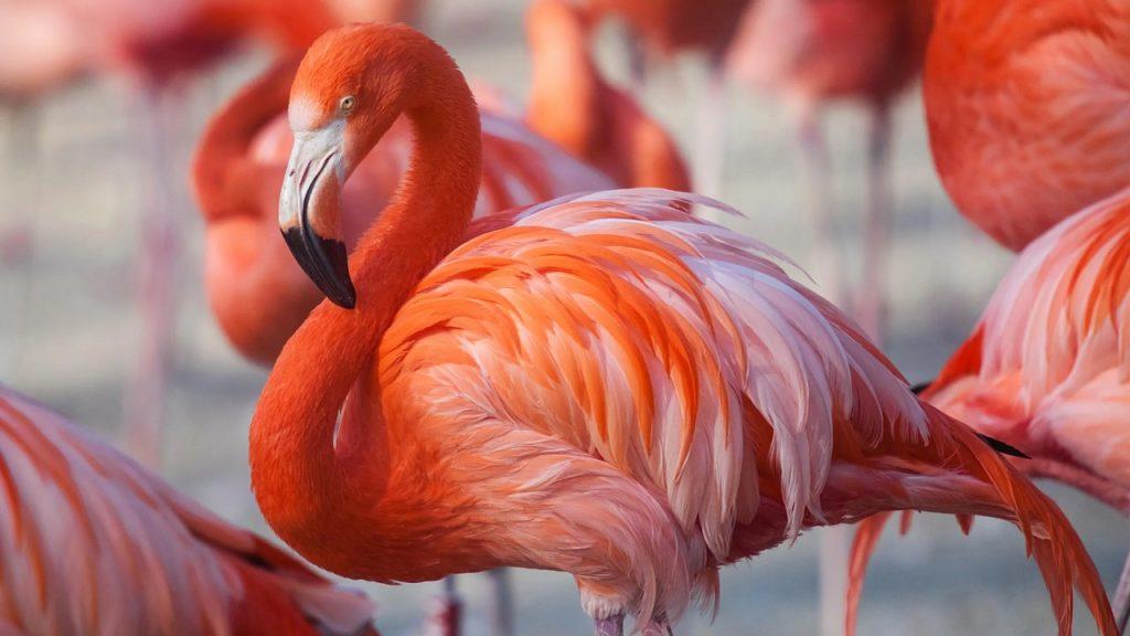 Самое популярное животные Фламинго, фото