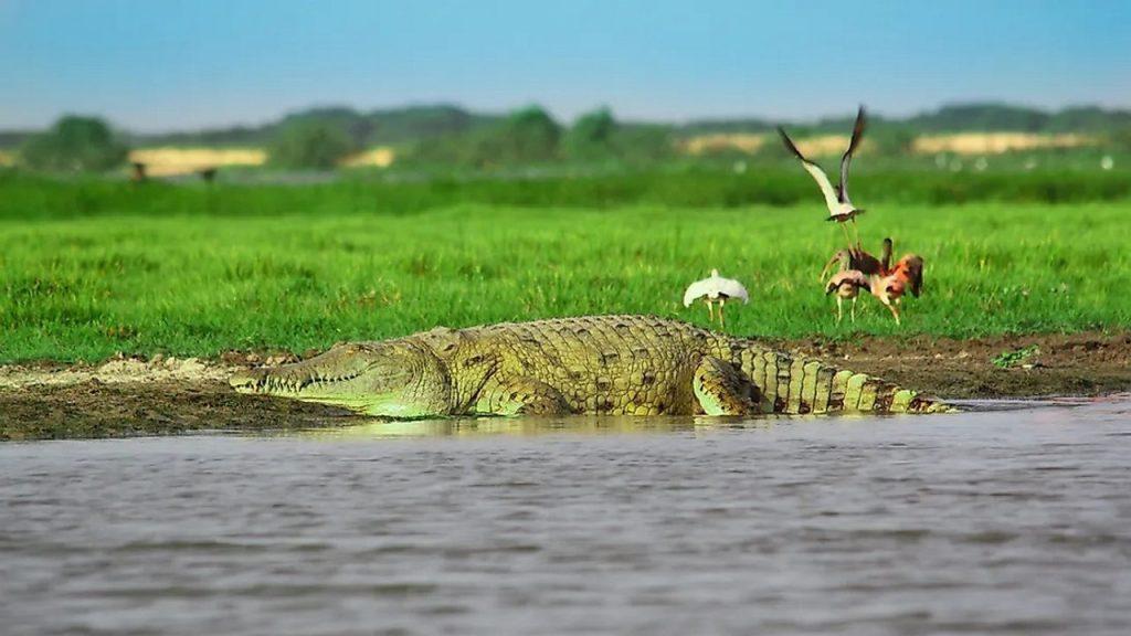 Животные на реке Ориноко, фото